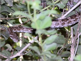 Bull  Snake07261