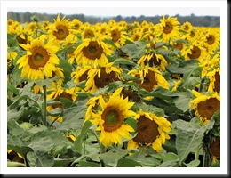 sunflowers2 sunflowers2
