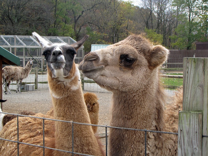 [Camel and Llama[4].jpg]