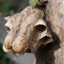 wasp nest abandoned