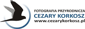 Fotografia przyrodnicza Cezary Korkosz