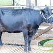 Vaca Ger. 06 1/2 Jersey 2ª Cria 37 kg