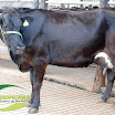 Vaca Ger. 07 1/2 Jersey 2ª Cria 32 kg