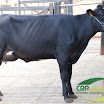 Vaca Ger. 08 11/16 HO 1ª Cria 35 kg