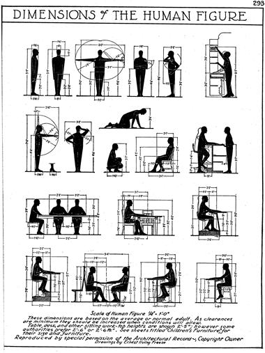 Dimensions of The Human Figure