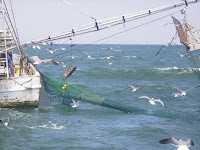 Shrimp Boat1.jpg