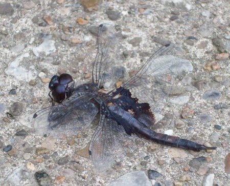 [dragonfly[3].jpg]