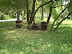 curte_domneasca_targoviste_0035.JPG