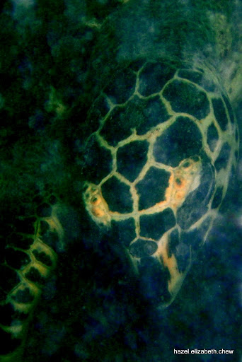 Hawksbill turtle in Pulau Hantus reef