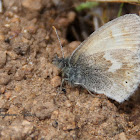 Common Ringlet