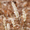 grass