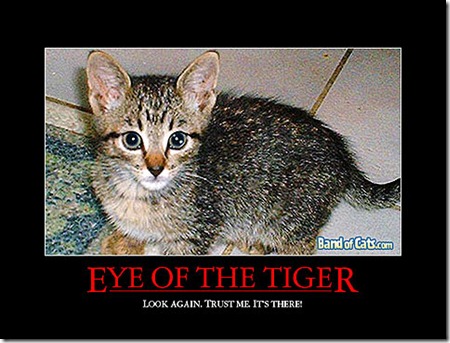 cat-inspirational-poster_22