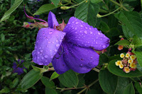 IMG_9833.JPG