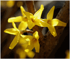 Flower of Gunwi Forsythia