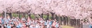 Gyeongju Cherry Blossom Marathon Race