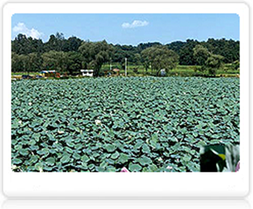 Santaek - lotus flower Park