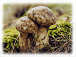 [Uljin natural pine tree mushroom[4].gif]