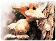 [Cheongsong Shiitake Mushroom[5].jpg]