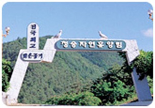Cheongsong Natural Forest