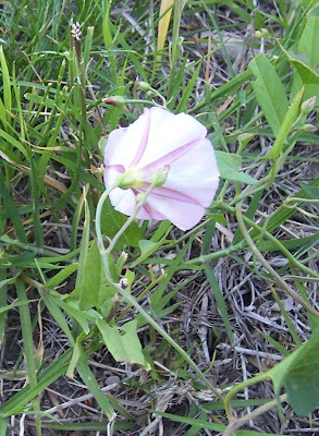 Corda-de-viola Corda-de-viola