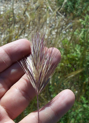 Brome rougeātre Brome rougeātre