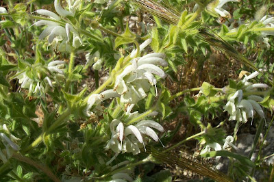 Salvia argentea,
Salvia argentea,
silver sage