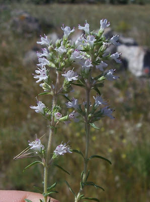 Thymus spinulosus Ten.