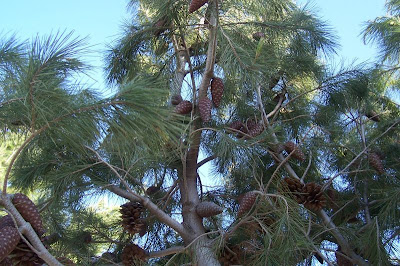 Aleppo Pine, Pinus halepensis Aleppo Pine, Pinus halepensis