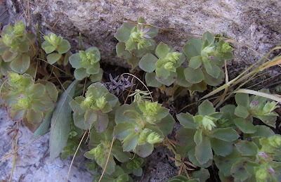Borracina spinosa Borracina spinosa