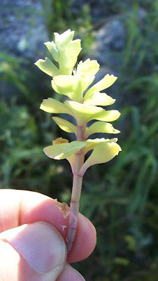 Borracina spinosa Borracina spinosa