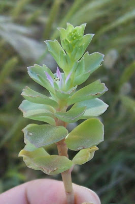 Borracina spinosa Borracina spinosa