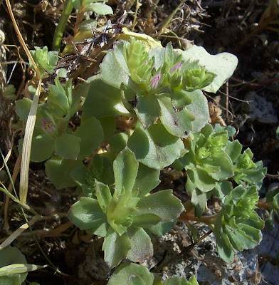 Borracina spinosa Borracina spinosa