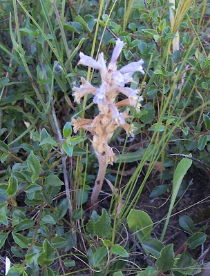 Branched broomrape Branched broomrape