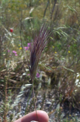 Brome rougeātre Brome rougeātre