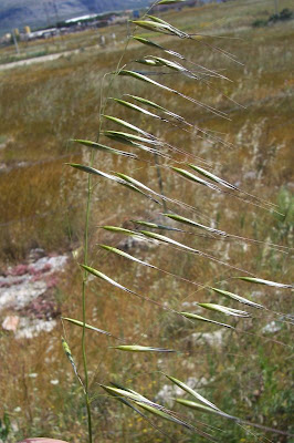 Avena barbata,
aveia-barbada,
aveia-selvagem,
avena barbada,
Avena barbata,
avenilla,
avoine barbue,
balanco-bravo,
balango,
ballueca,
barbed oat,
Barthafer,
Sand-Hafer,
slender oat,
slender oats,
Slender Wild Oat Avena barbata,
aveia-barbada,
aveia-selvagem,
avena barbada,
Avena barbata,
avenilla,
avoine barbue,
balanco-bravo,
balango,
ballueca,
barbed oat,
Barthafer,
Sand-Hafer,
slender oat,
slender oats,
Slender Wild Oat