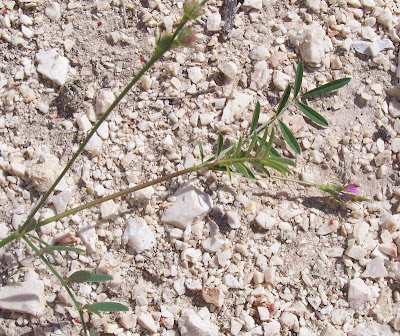 Cockscomb Sainfoin