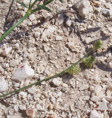 Cockscomb Sainfoin