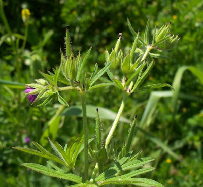G�ranium � feuilles d�coup�es