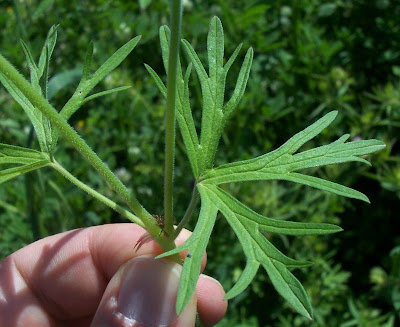 G�ranium � feuilles d�coup�es