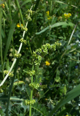 Acedera Acedera