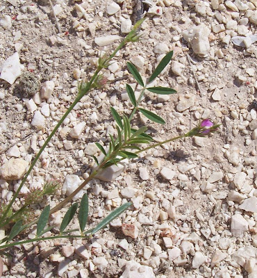 Cockscomb Sainfoin