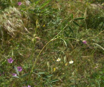 Cockscomb Sainfoin