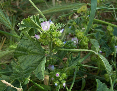 Bull mallow