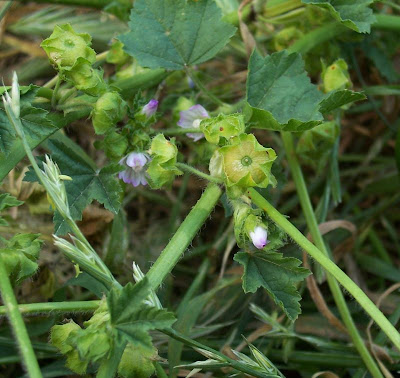 Bull mallow