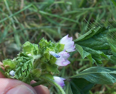 Bull mallow