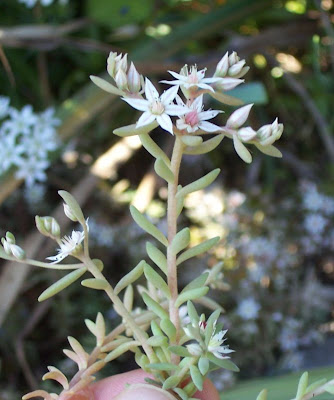 Borracina glauca Borracina glauca