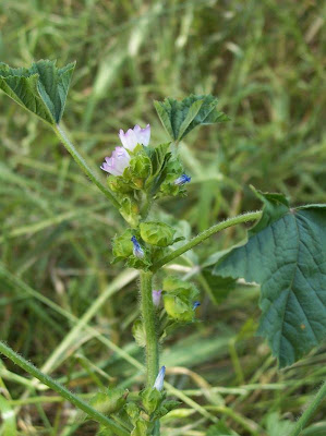 Bull mallow