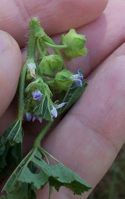 Bull mallow