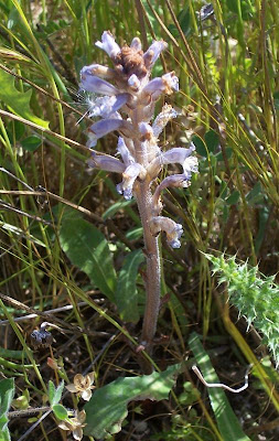 Branched broomrape Branched broomrape