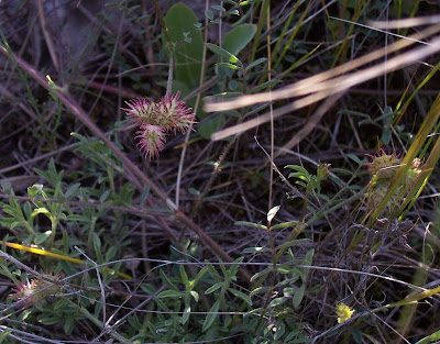 Cockscomb Sainfoin